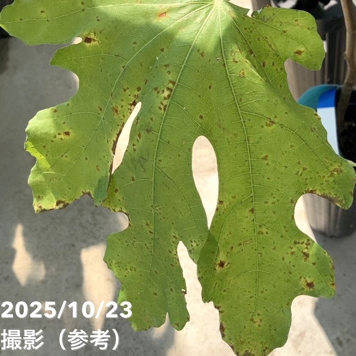 イチジク ダルマティー 4号ロングポット 1年生|YA|果樹04-PA