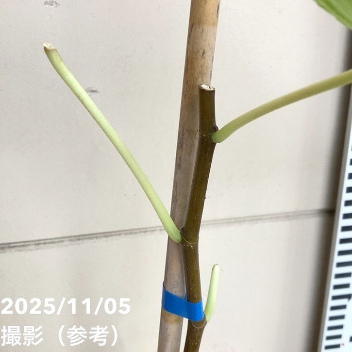 イチジク ダルマティー 4号ロングポット 1年生|YA|果樹04-PA