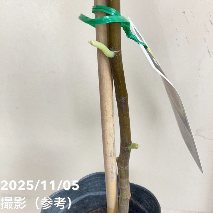 イチジク ダルマティー 4号ロングポット 1年生|YA|果樹04-PA