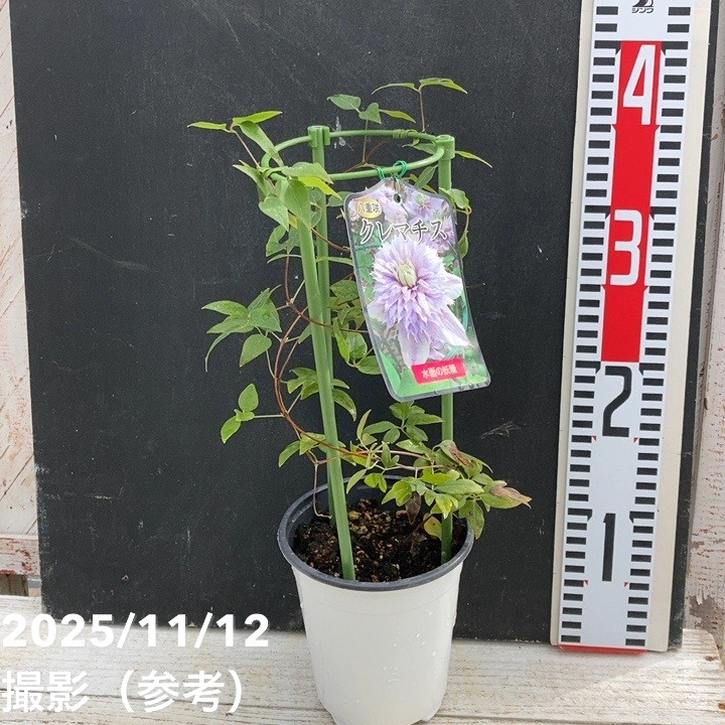 八重咲クレマチス 水面の妖精 4号｜草花04-PA | 草花,[多年草・宿根草