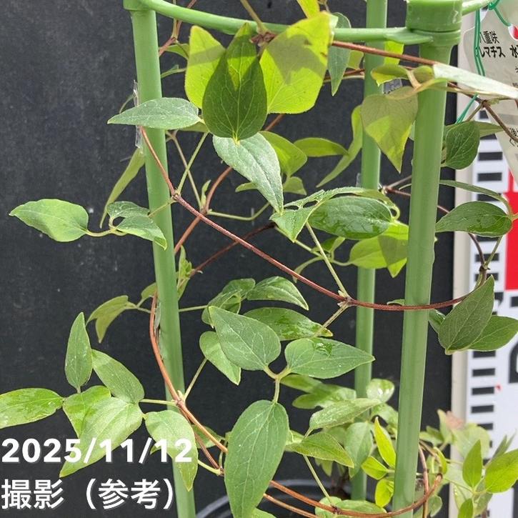 八重咲クレマチス 水面の妖精 4号｜草花04-PA | 草花,クレマチス