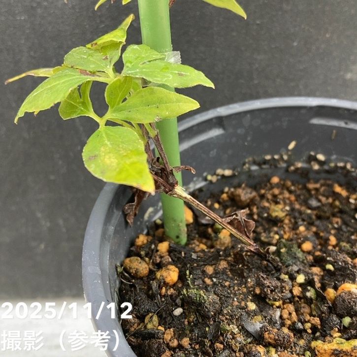 葉っぱ  しましま葉っぱブッシュ|おしゃれなフェイクグリーン・人工観葉植物