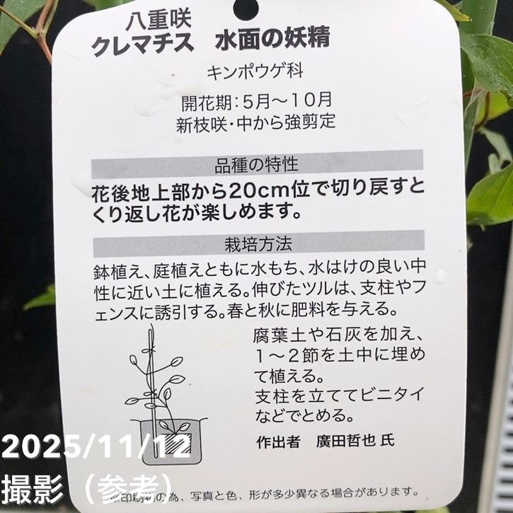 八重咲きクレマチス苗　4号4品種　ラベル付き 八重咲きクレマチス苗 4号4品種 ラベル付き 八重咲きクレマチス苗 4号4