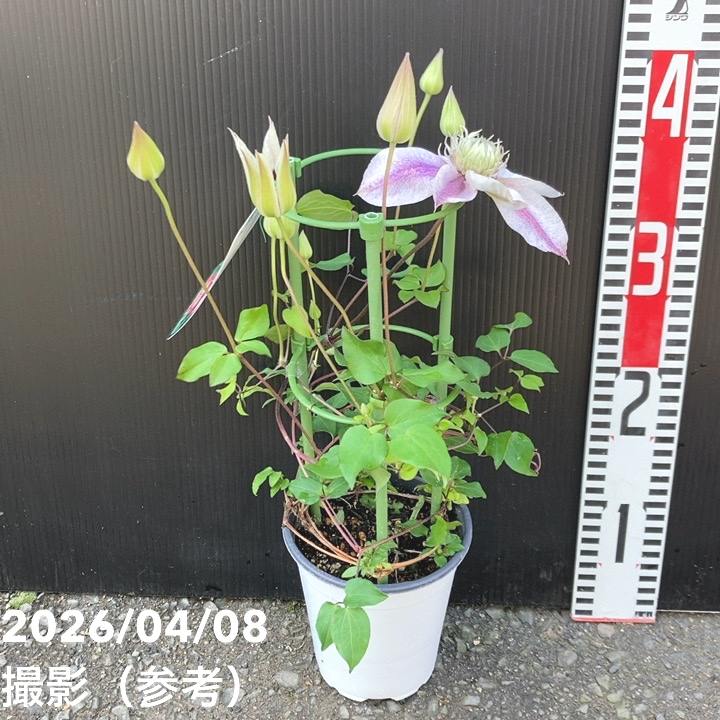 植物 八重咲クレマチス 水面の妖精 4号｜草花04-PA | 草花,クレマチス