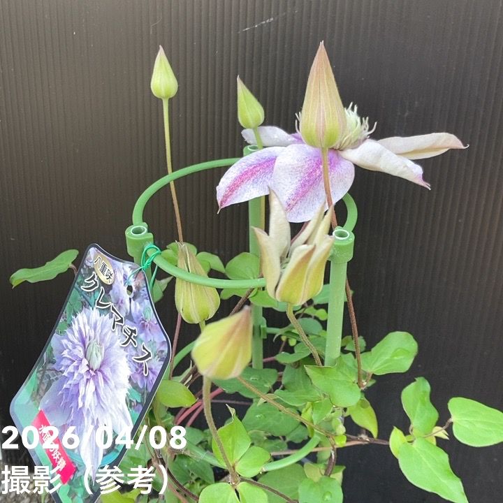 八重咲クレマチス 水面の妖精 4号｜草花04-PA | 草花,クレマチス