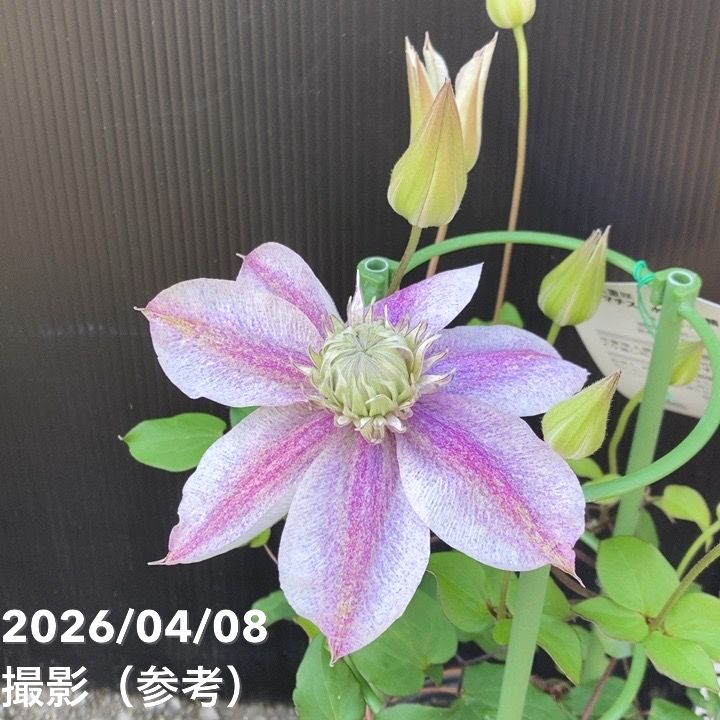 八重咲クレマチス 水面の妖精 4号｜草花04-PA | 草花,クレマチス