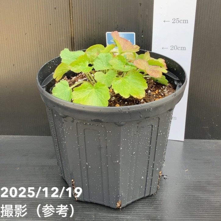 ラナンキュラス ラックス 8号 サティロス｜草花10-TU | 草花