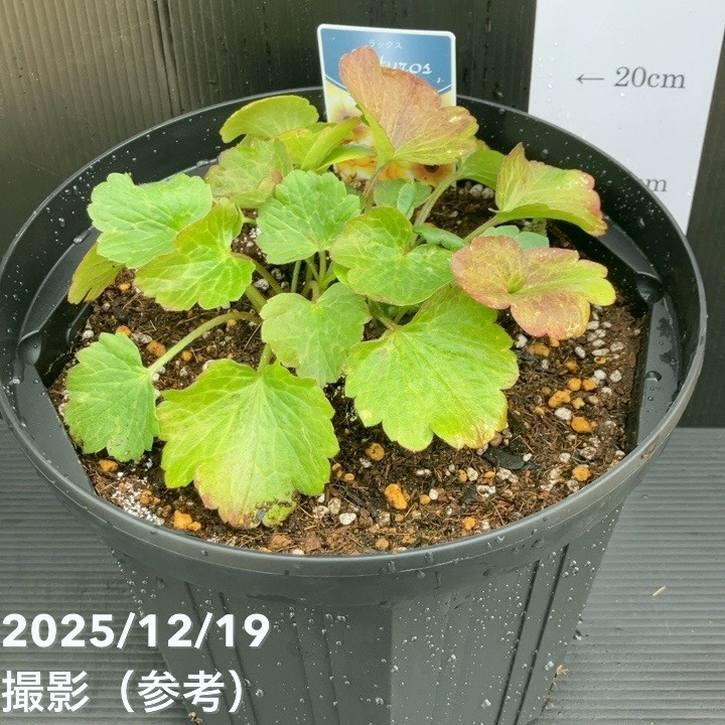 ラナンキュラス ラックス 8号 サティロス｜草花10-TU | 草花