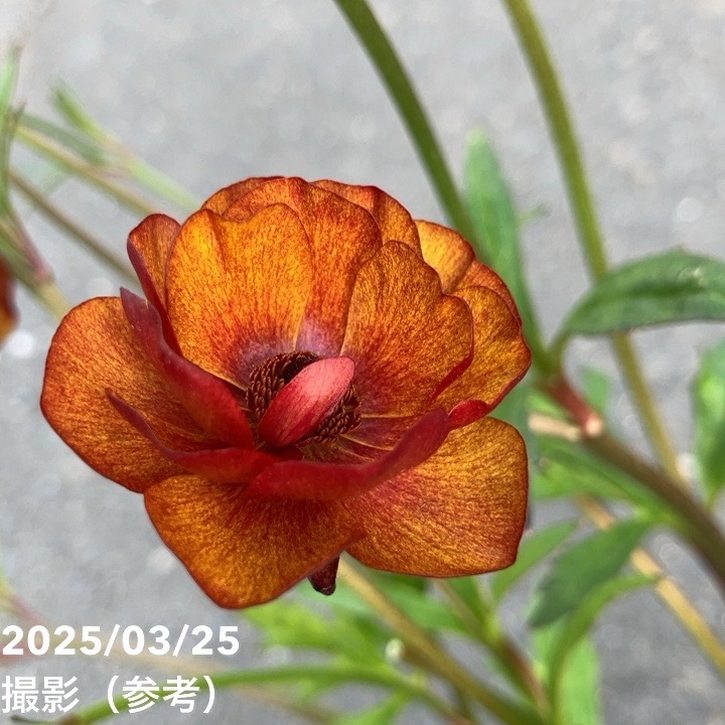 ラナンキュラス ラックス 8号 サティロス｜草花10-TU | 草花