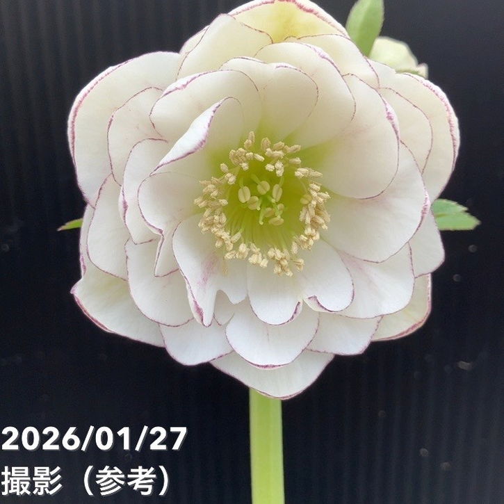 プリマヴェーラ　加藤農園 一点物】加藤農園 ソフトグラデーションクリスマスローズ