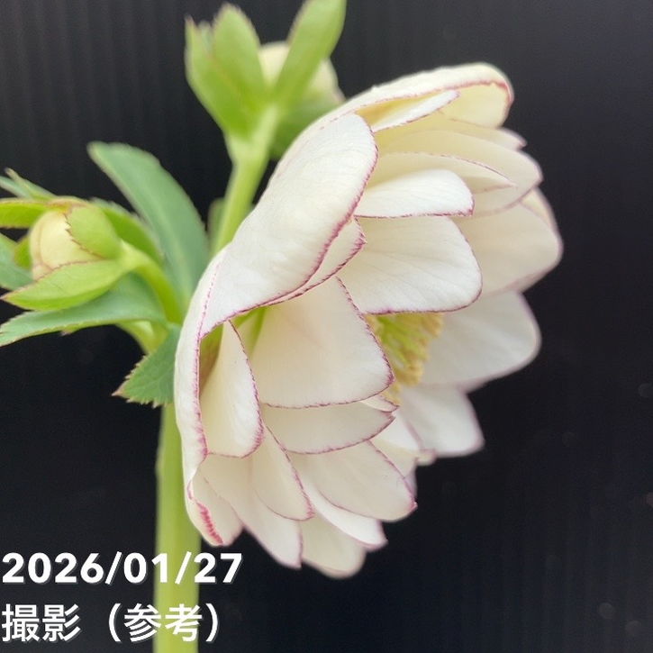 お買い得一点物咲き進み株】加藤農園 ソフトグラデーションクリスマス