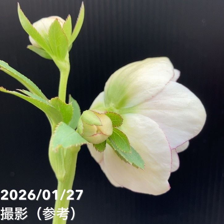 お買い得一点物咲き進み株】加藤農園 ソフトグラデーションクリスマス