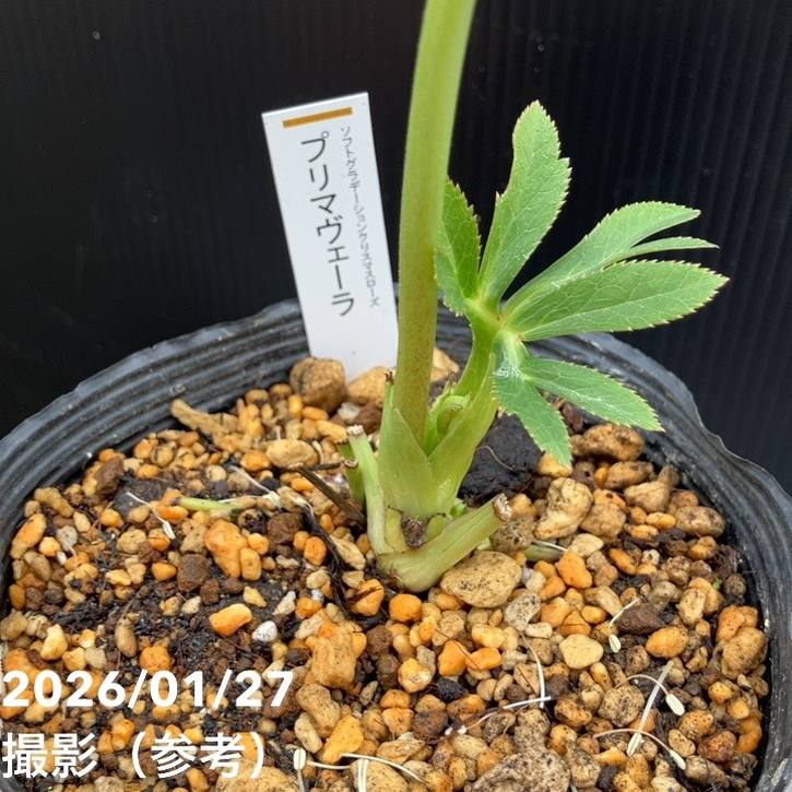 クリスマスローズ　認定プリマヴェーラ　ddピンクグラデーション　加藤農園 一点物】加藤農園 ソフトグラデーションクリスマスローズ