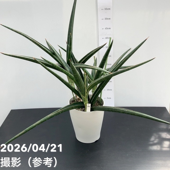 65周年記念セール】【現品お届け】サンスベリア 6号 ダウンシー