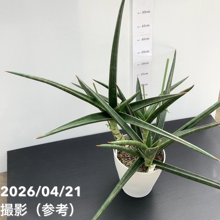 現品お届け】サンスベリア 6号 ダウンシー downsii プラ鉢（S248