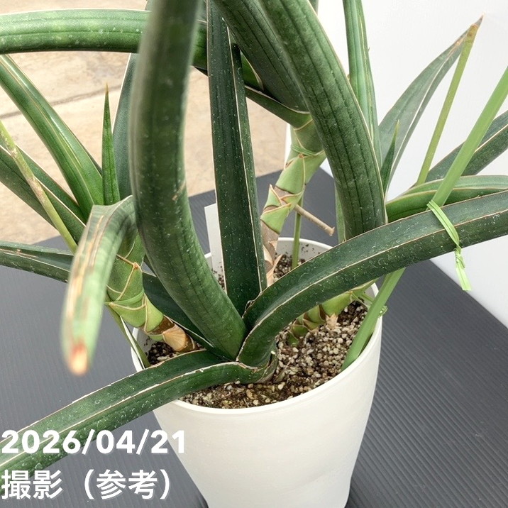 現品お届け】サンスベリア 6号 ダウンシー downsii プラ鉢（S248