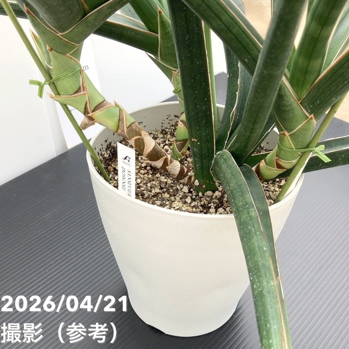 現品お届け】サンスベリア 6号 ダウンシー downsii プラ鉢（S248