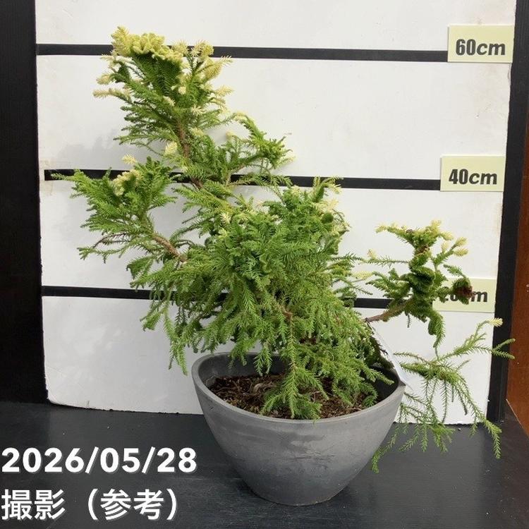 現品お届け】石化杉 5号（1）｜観葉10-TU | 観葉・多肉 | 赤塚植物園