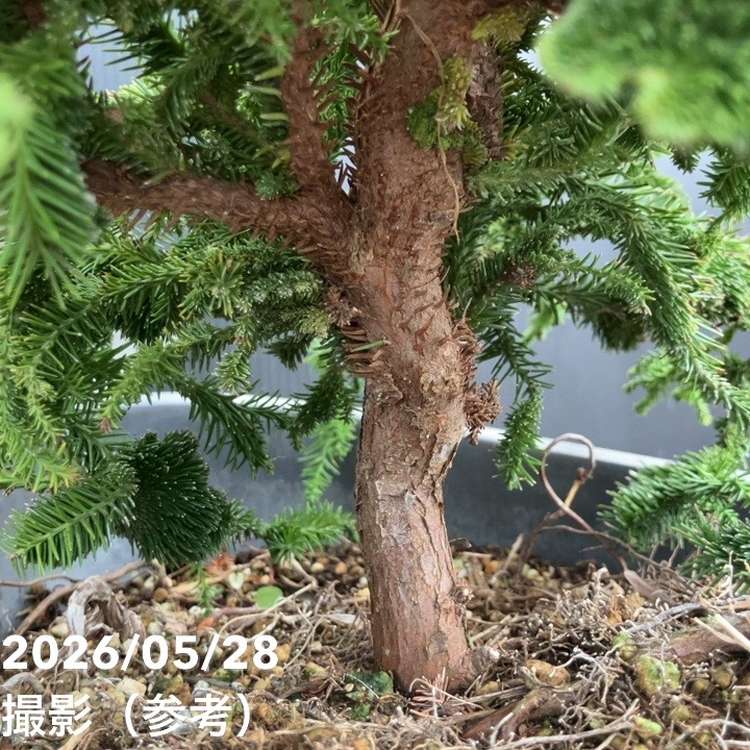 65周年記念セール】【現品お届け】石化杉 5号（1）｜観葉10-TU | 観葉