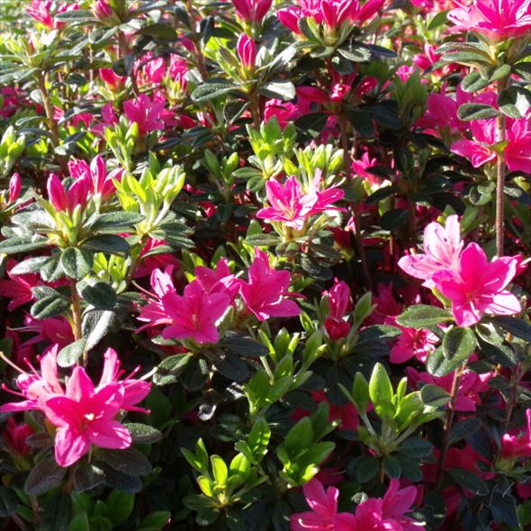 ツツジ 久留米ツツジ 花遊び 4号×3株セット｜花木10-AK | 花木・庭木