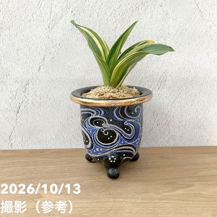 秋セール10%OFF！11/1まで】【現品お届け】豊明園 万年青 オモト 羅紗