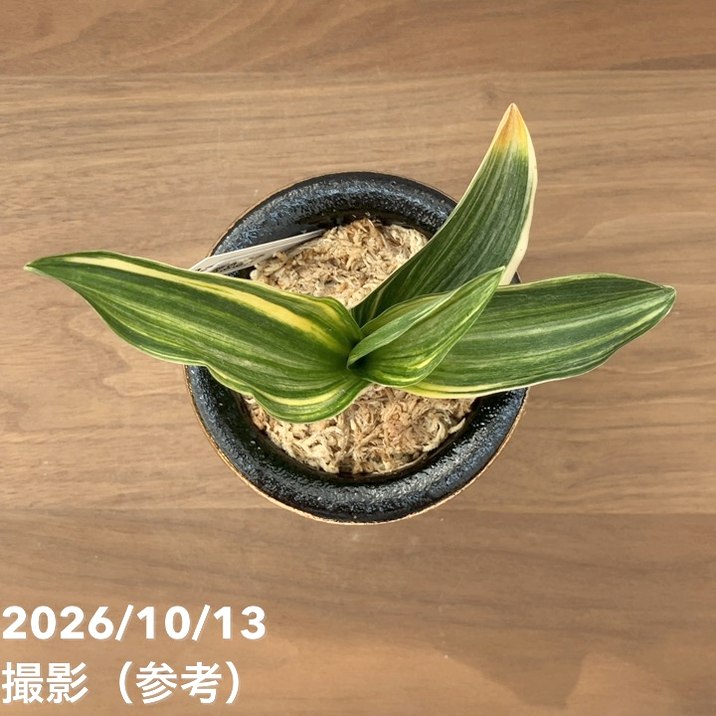 秋セール10%OFF！11/1まで】【現品お届け】豊明園 万年青 オモト 羅紗