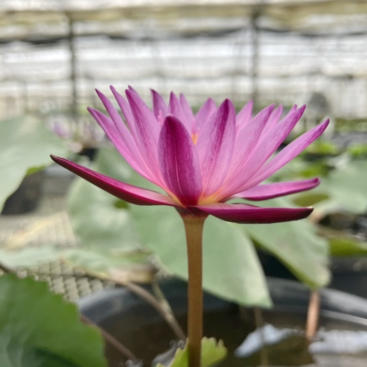 熱帯スイレン 7号 マミヤォ｜草花01-D1 | 赤塚植物園自社農場,熱帯