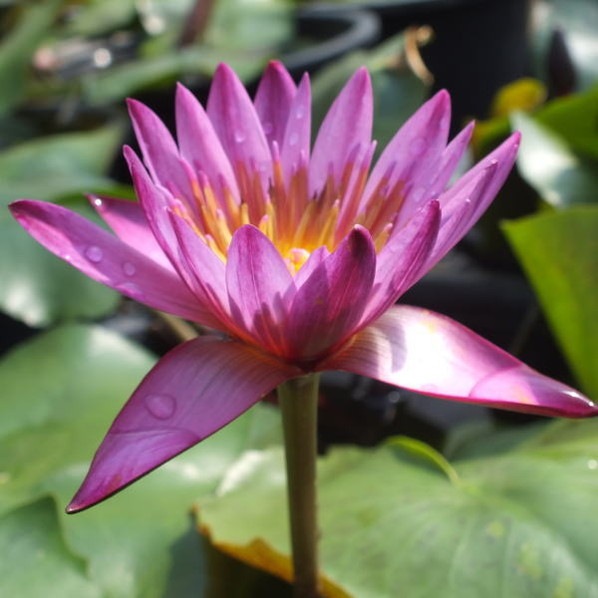 熱帯スイレン 7号 マミヤォ｜草花01-D1 | 赤塚植物園自社農場,熱帯
