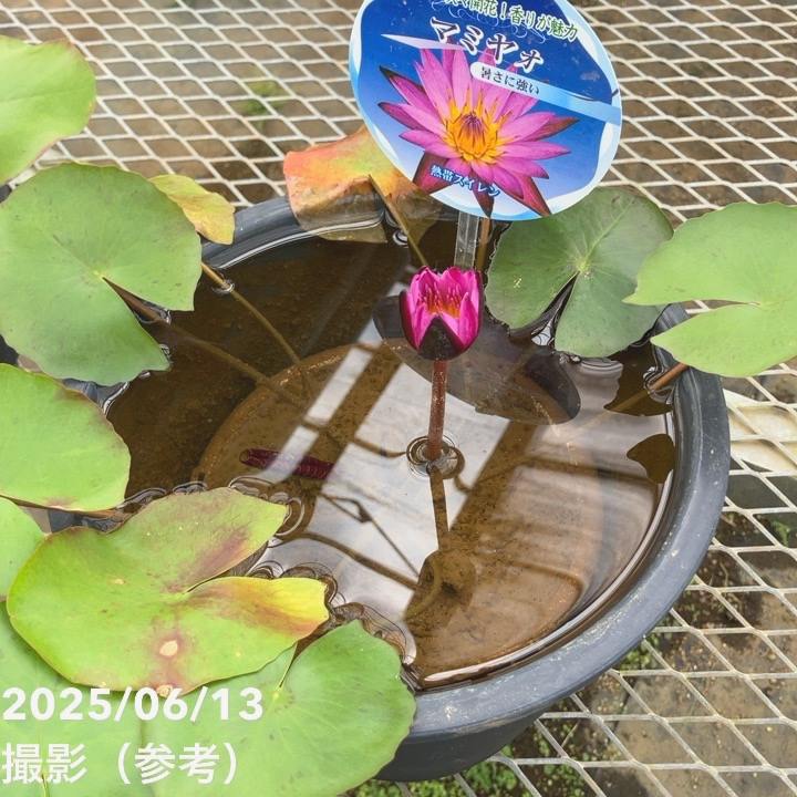 熱帯スイレン 7号 マミヤォ｜草花01-D1 | 赤塚植物園自社農場,熱帯