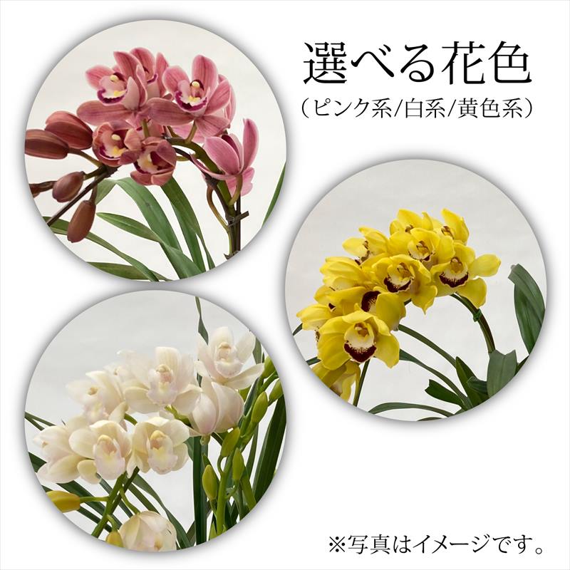 シンビジウム　2種 ( ピンク・黄色) 手軽にシンビジューム 選べる花色（ピンク・黄色・白）水やり楽ちん