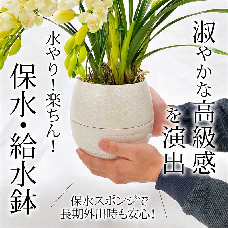 手軽にシンビジューム 選べる花色（ピンク・黄色・白）水やり楽ちん