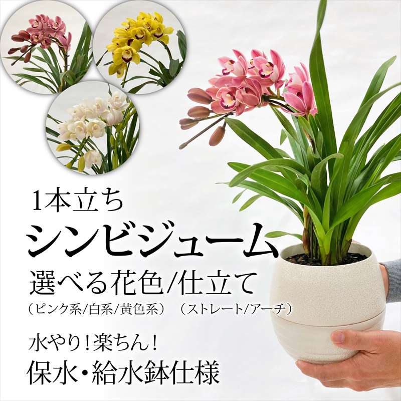 ☆シンビジューム☆ストレート☆6号鉢☆2〜6F☆ ☆シンビジューム☆ストレート☆6号鉢☆2〜6F☆ 手軽にシンビジューム