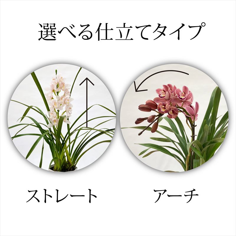 手軽にシンビジューム 選べる花色（ピンク・黄色・白）水やり楽ちん