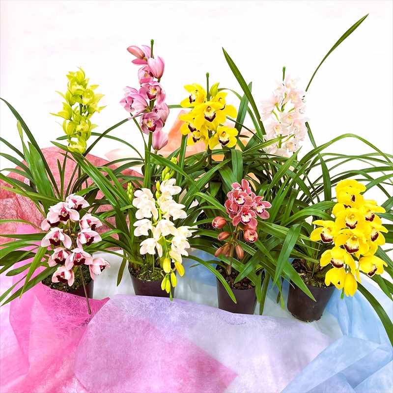 シンビジウム　2種 ( ピンク・黄色) 手軽にシンビジューム 選べる花色（ピンク・黄色・白）水やり楽ちん