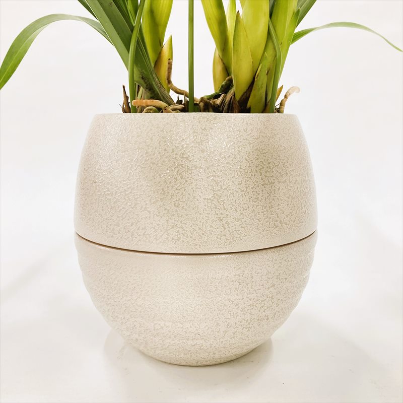 手軽にシンビジューム 選べる花色（ピンク・黄色・白）水やり楽ちん