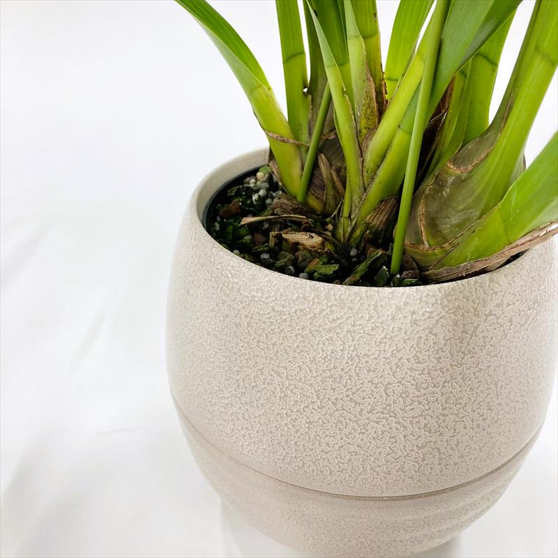 決算！ポイント5倍！7/31まで】手軽にシンビジューム 選べる花色