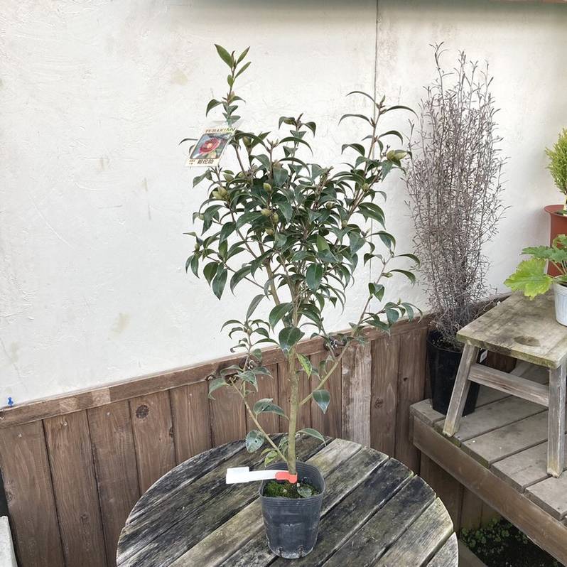 椿 ツバキ 4号 紺侘助［こだわりの前田ナーセリー苗］｜花木04-PA