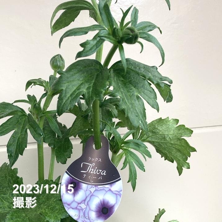 ラナンキュラス ラックスシリーズ 5号 ティーバ｜草花04-PA | 草花