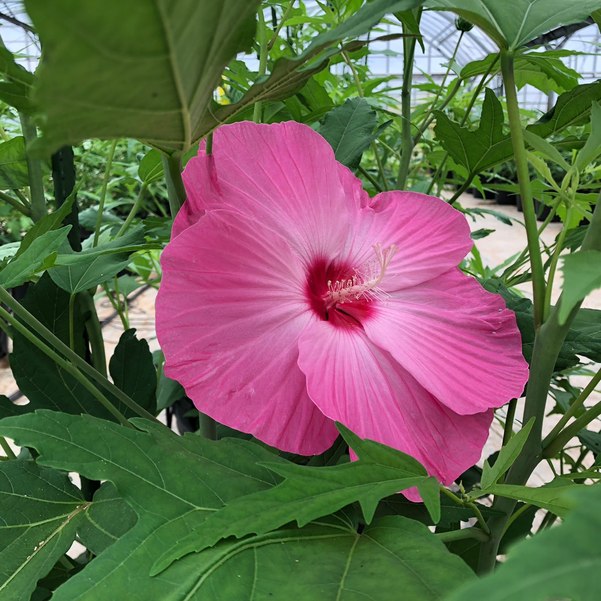 花の音ポイント倍 通販限定 数量限定 日本最大級の食べられる花の 食べタイタン エディブル用タイタンビカス 3 5号 ピンク 01草花 赤塚植物園自社農場 タイタンビカス 毎年咲く巨大宿根草 赤塚植物園オンライン 花の音