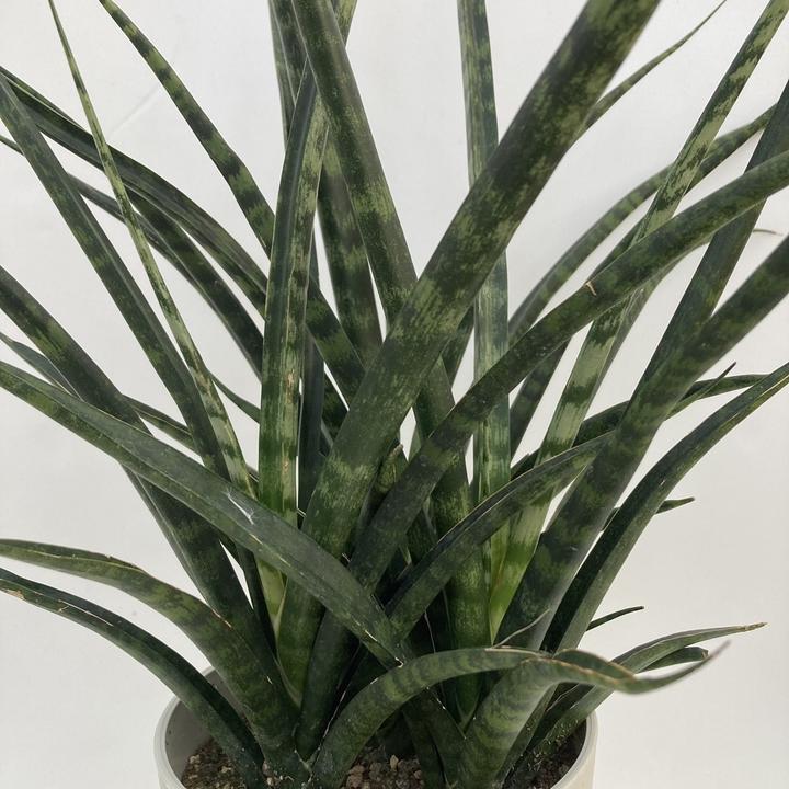サンスベリア 5号 ファーンウッド（ミカド）プラスチック鉢仕様｜観葉