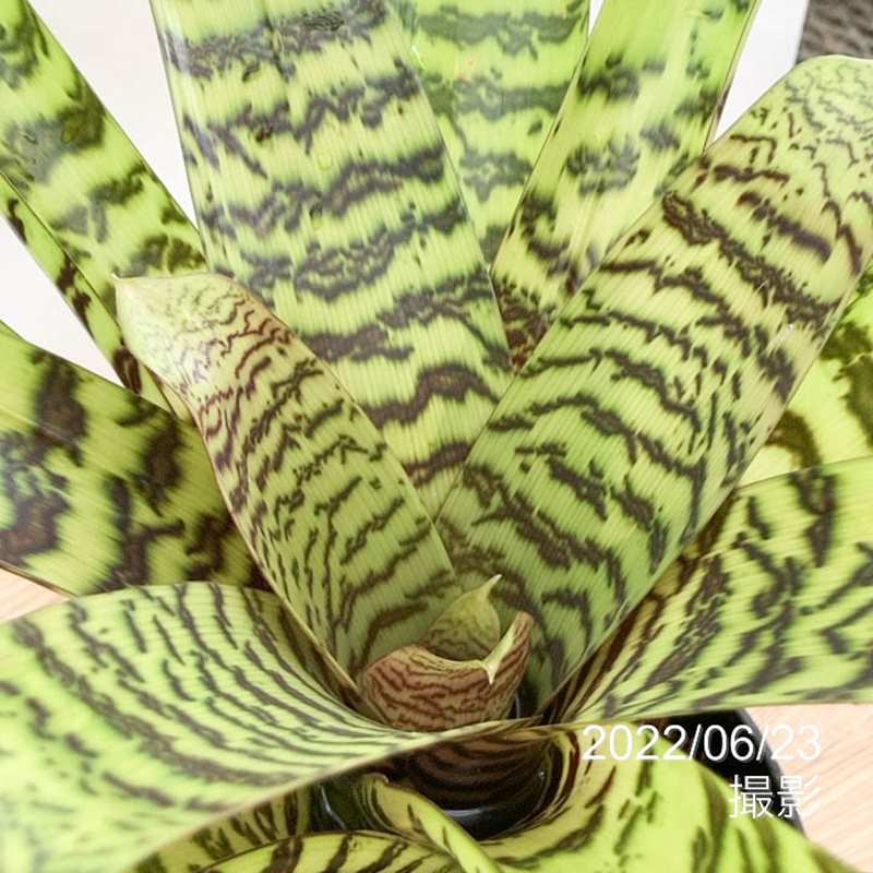 フリーセア ヒエログリフィカ Vriesea hieroglyphica 6号｜観葉01-D1