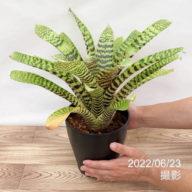 フリーセア ヒエログリフィカ Vriesea hieroglyphica 6号｜観葉01-D1