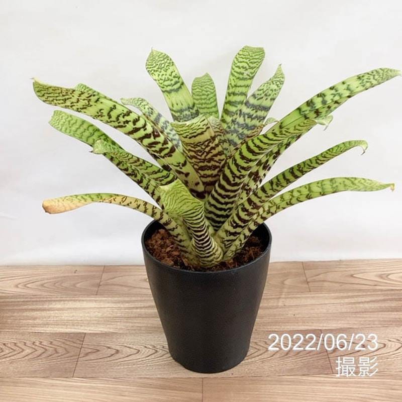 フリーセア ヒエログリフィカ Vriesea hieroglyphica 6号｜観葉01-D1