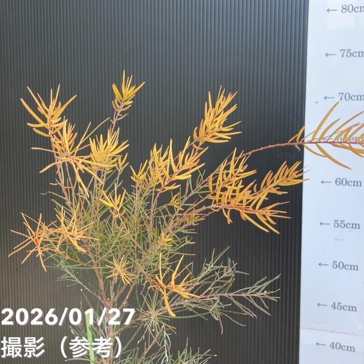 アカシア フェニックスゴールド 5号｜花木04-PA | 花木・庭木