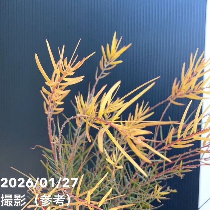 アカシア フェニックスゴールド 5号｜花木04-PA | 花木・庭木