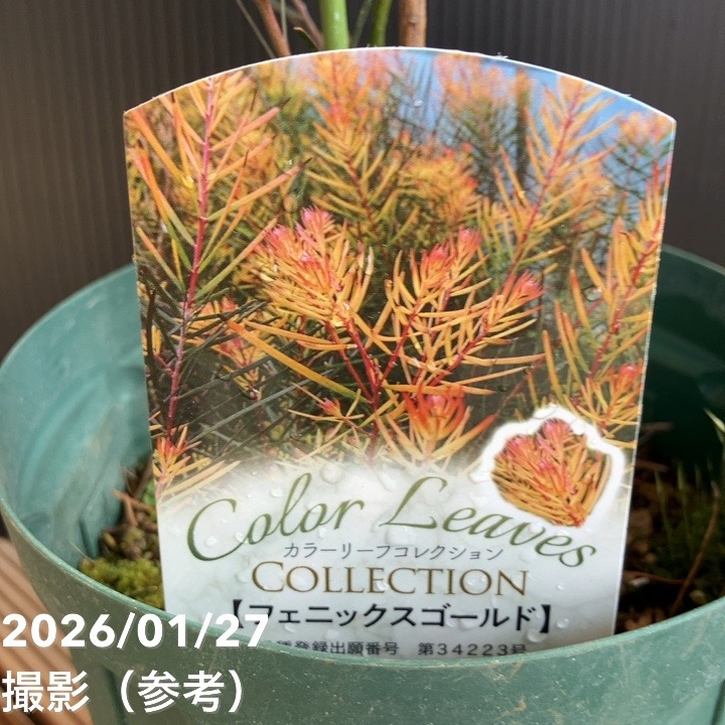 アカシア フェニックスゴールド 5号｜花木04-PA | 花木・庭木