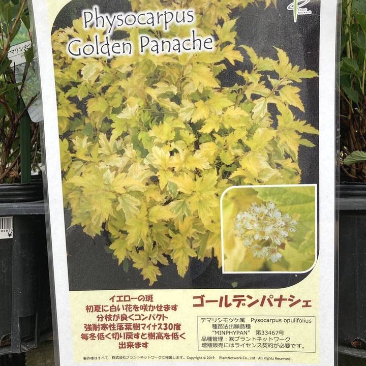 テマリシモツケ ゴールデンパナシェ 5号｜花木04-PA | 花木・庭木