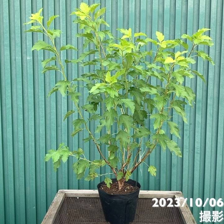 テマリシモツケ ゴールデンパナシェ 5号｜花木04-PA | 花木・庭木