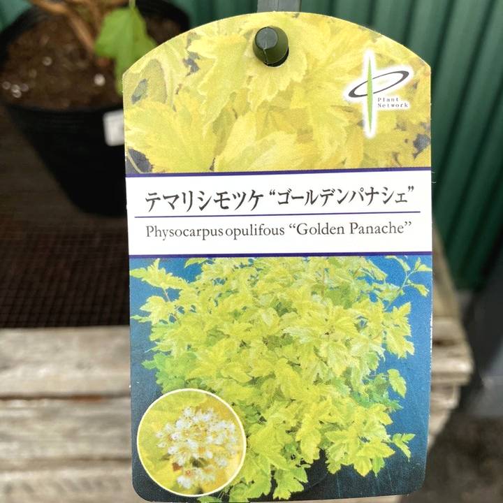 はなこ出品ページ テマリシモツケ ゴールデンパナシェ 5号｜花木04-PA | 花木・庭木
