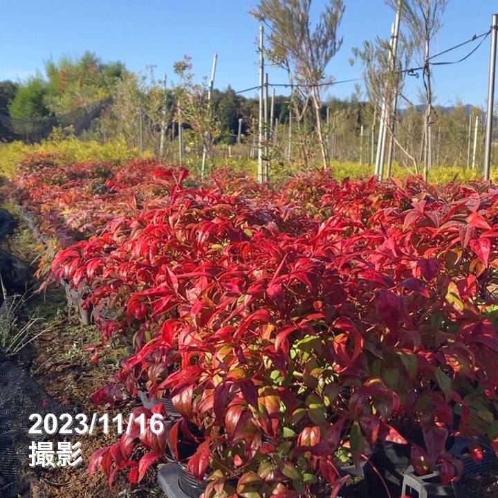 オタフクナンテン 5号×3鉢セット ※お届けに10日程度かかる場合が